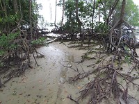 pulau ubin