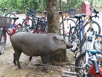 pulau ubin
