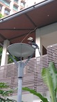 neushoornvogel