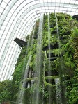 Cloud forest