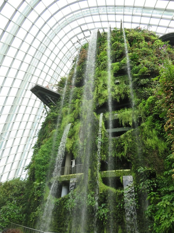 Cloud forest