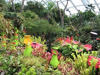 Cloud forest