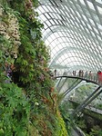 Cloud forest