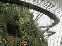Cloud forest
