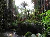 Cloud forest