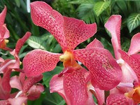 orchidee