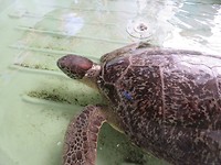 Turtle hospital