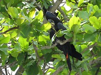 Papagaai