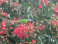 Lorikeet in botanische tuin