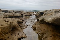 Jevis bay