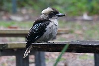 Kookaburra