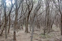 Wandeling naar Bondi lake