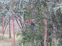 Mooie vogel in beechworth