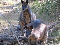 Koala conservation centre