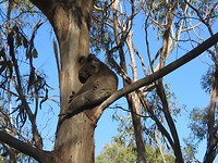 semi wilde koala in het koala conservation centre