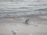 pinguïn