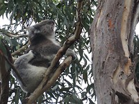 Wilde koala
