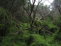 cape otway