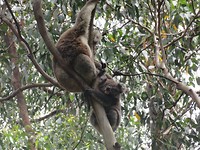 wilde koala's