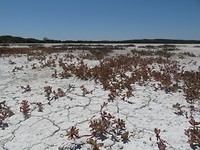 Coorong zoutvlakte