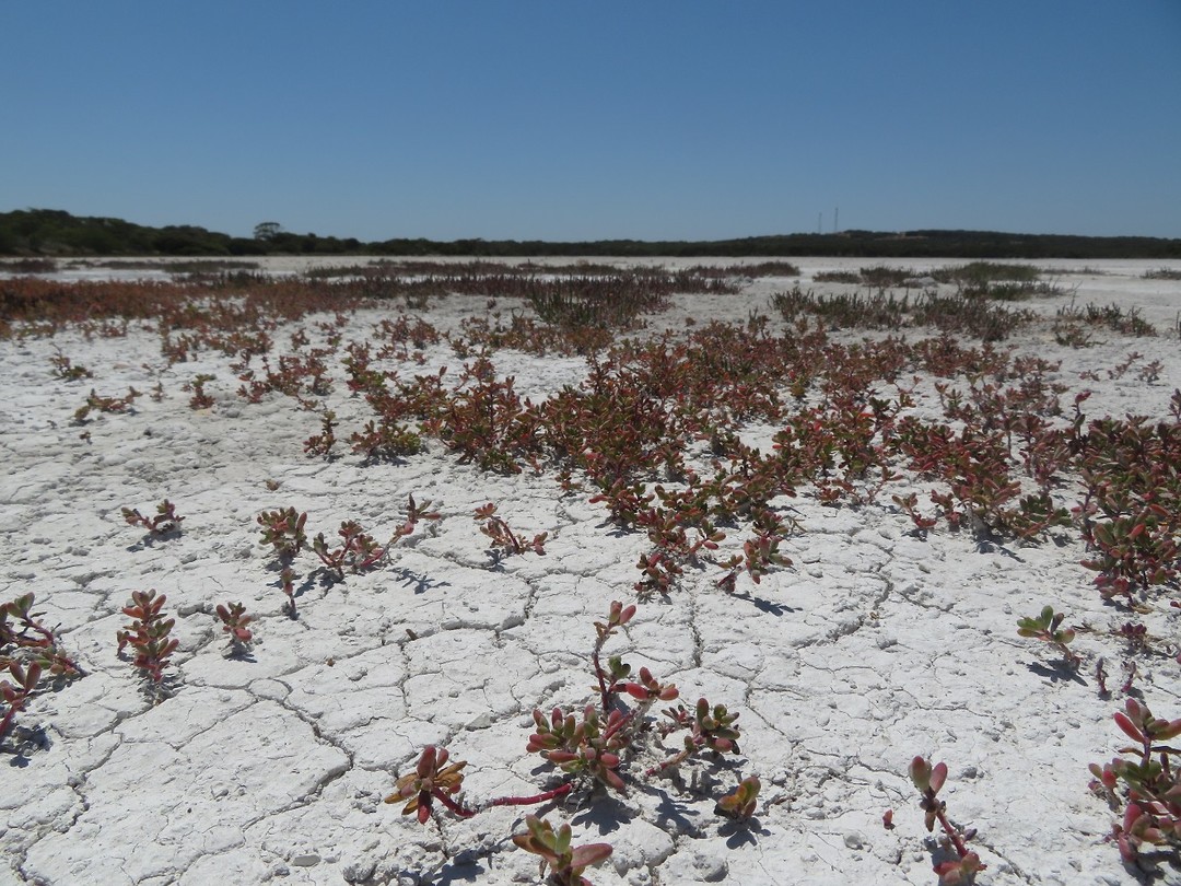 Coorong zoutvlakte