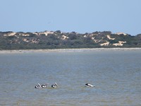 pelicanen in Coorong NP