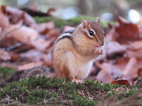 Chipmunk