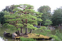 Perfecte boom bij kinkaku-ji