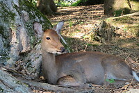 Nara park