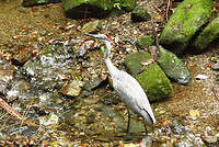 Reiger