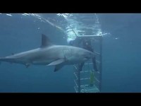 Shark Week - Witte haai valt duiker in een kooi aan