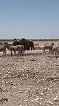 Etosha park