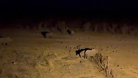 Rhino fight