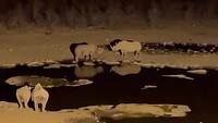 Rhino’s bij waterhole Halali