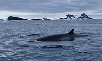 Minkewhale