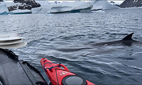 Minke whale bij dekayak