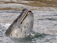 Leapoardseal aanval op pinguïn