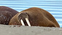 IMG_4432