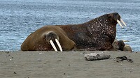 IMG_4515