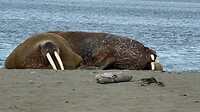 IMG_4513