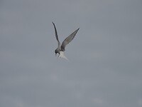 P6260729