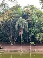 lac 3