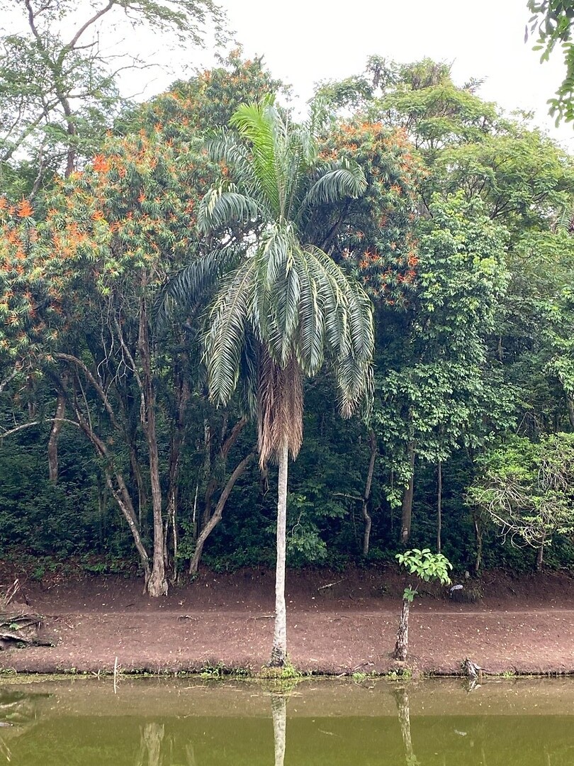 lac 3