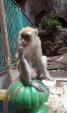 Batu caves