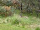 EERSTE WILDE KANGAROO! 3