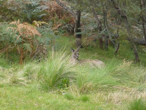 EERSTE WILDE KANGAROO! 3