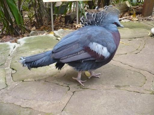 een vogel
