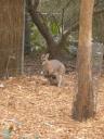 Kanga