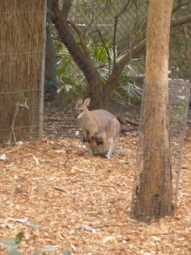 Kanga