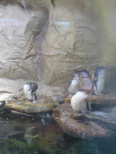 Pinguin